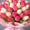 51 бело-розовый тюльпан 2